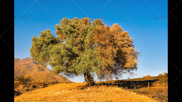 Partly Burnt Olive Tree