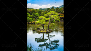 River Tree by the Golden Palace, Japan