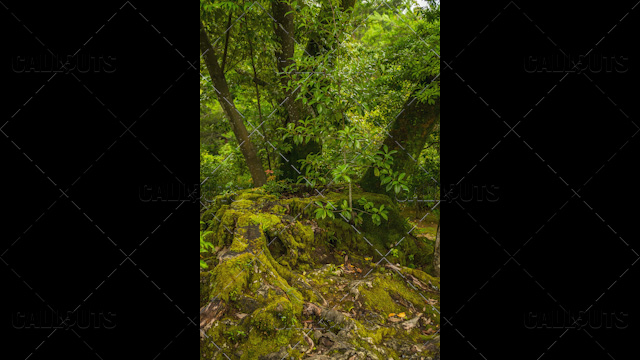 Tree Trunk overgrown with moss