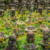 Japanese temple stone pagodas among flowers