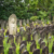 Japanese temple headstones among flowers