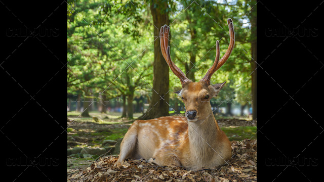 Free sacred Sika deer in Nara Park, Japan