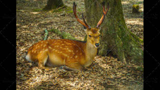 Free sacred Sika deer in Nara Park, Japan
