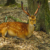 Free sacred Sika deer in Nara Park, Japan