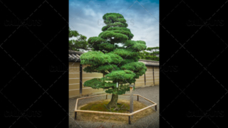 Temple park tree, Kyoto, Japan.