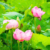 Japanese Buddhist  temple park flowers, Kyoto.