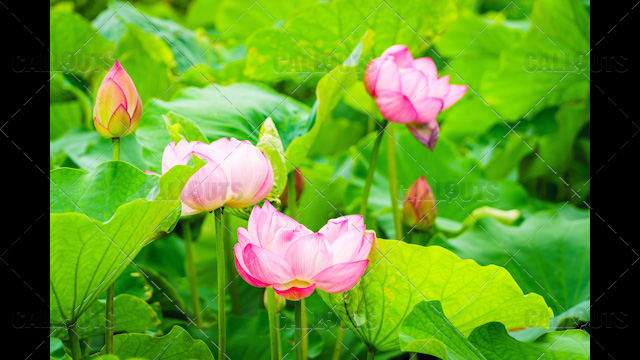 Japanese Buddhist  temple park flowers, Kyoto.