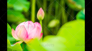 Japanese Buddhist  temple park flowers, out-of-focus, Kyoto.