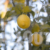 Closeup Shot of Lemon Branch with Yellow Lemons