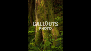 Tree trunk with moss in forest