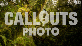 Tree branch with green moss in forest