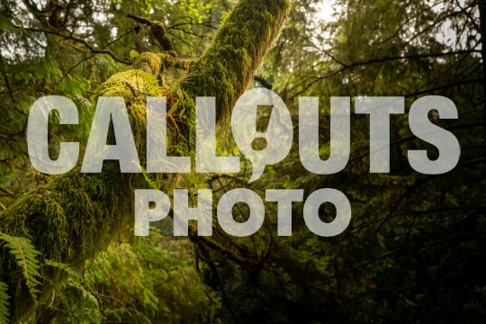 Tree branch with green moss in forest