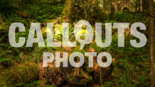 Fallen Cedar tree trunks in magical forest