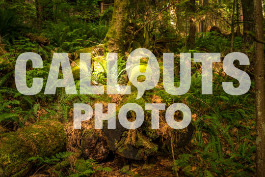 Fallen Cedar tree trunks in magical forest