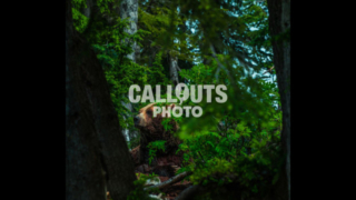 Brown Bear in forest, British Columbia, Canada