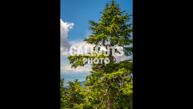 Fir tree top and view of ocean and blue cloudy sky in distance