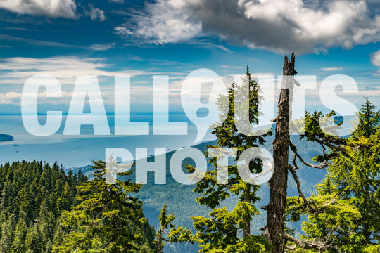 Broken Fir tree top and view of ocean and blue cloudy sky in distance