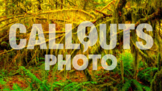 Tree branches overgrown with moss/algae in Cathedral Grove