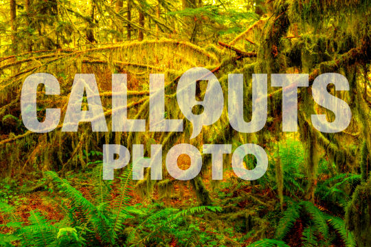 Tree branches overgrown with moss/algae in Cathedral Grove