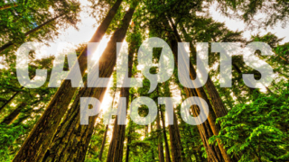 Tall Douglas Firs in Cathedral Grove