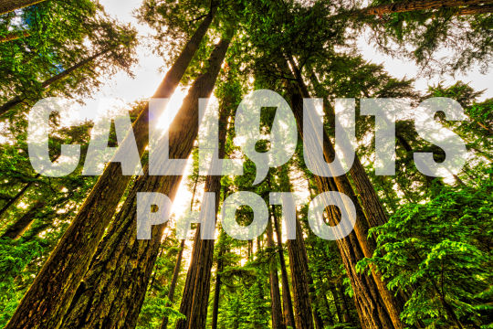 Tall Douglas Firs in Cathedral Grove