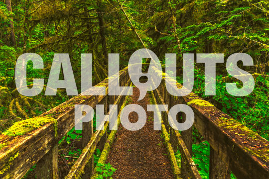 Walkway in magical Cathedral Grove