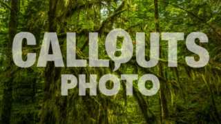 Magical forest, Cathedral Grove