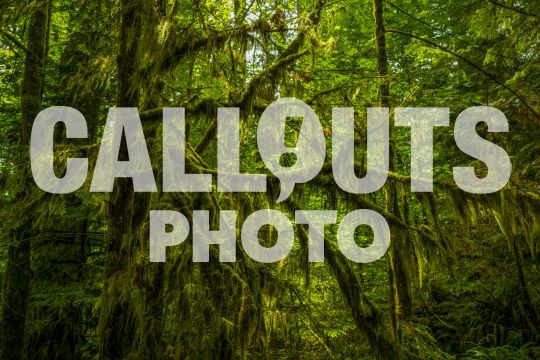 Magical forest, Cathedral Grove