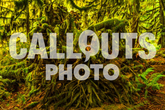 Upturned huge Douglas Fir tree trunk, Cathedral Grove