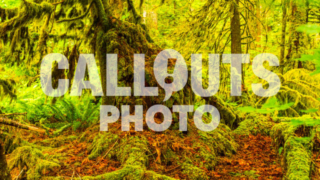 Overgrown Douglas Fir tree stump, Cathedral Grove