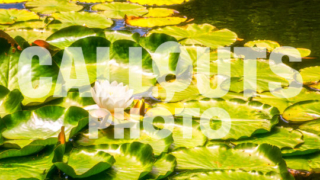 Lotus flower with leaves in pond