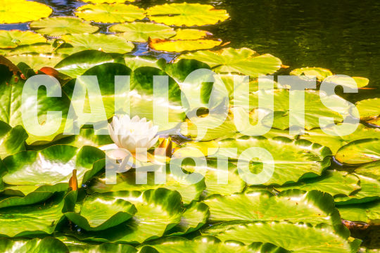 Lotus flower with leaves in pond