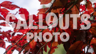 Red leaves on branch