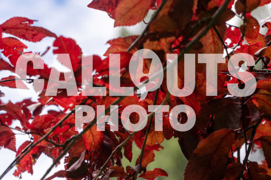 Red leaves on branch