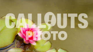 Pink Lotus flower with leaves in green pond