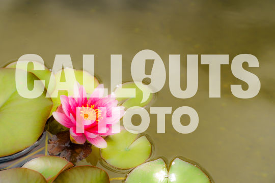 Pink Lotus flower with leaves in green pond