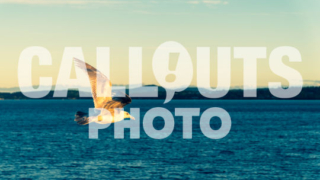 Seagull flying over blue ocean at sunset