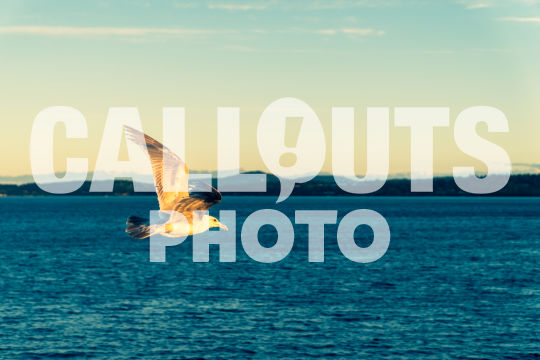 Seagull flying over blue ocean at sunset