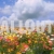 Flower Field Animated Summer Video Locked