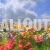 Flower Field Animated Summer Video Pan Right