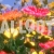 Flower Field Animated Summer Video Pan Up