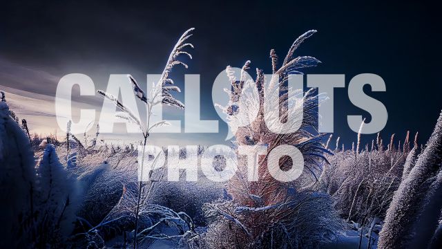 Winter Photo Frozen Grass