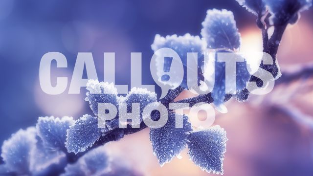 Winter Photo Frozen Leaves