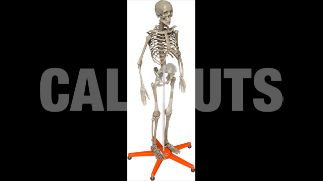 Skeleton Model 3D Prop Education theme