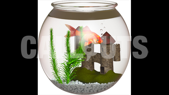 Gold Fish Bowl – Home theme